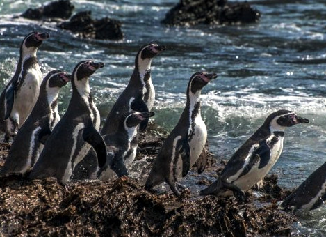 pinguinos